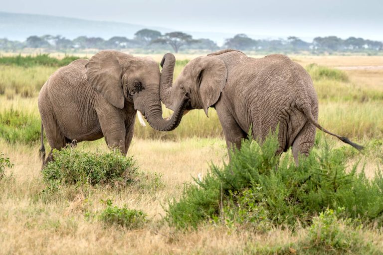 Elephants copy