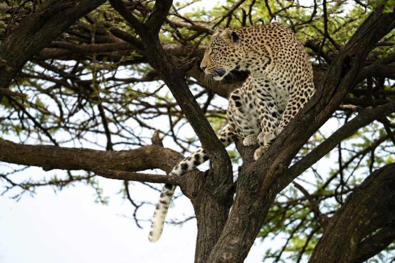 Leopard on tree