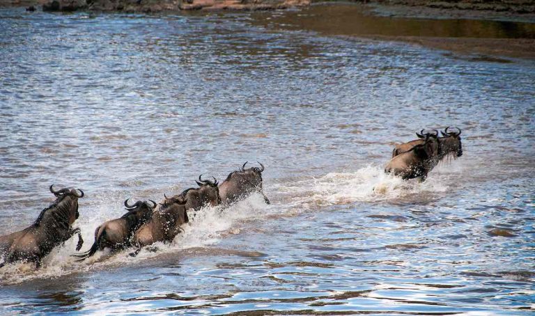 migration safaris
