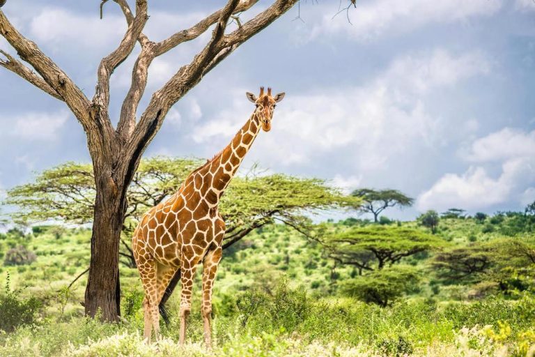 wildlife safari