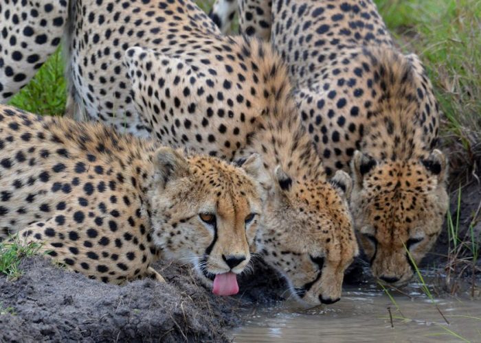 Katavi National Park1