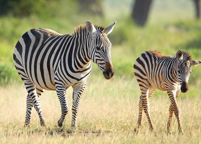 Katavi National Park3