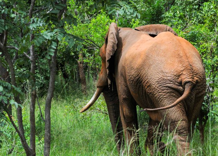 Elephant walking away. Mikumi National Park, Tanzania
