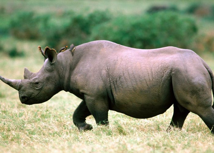 Mikumi National Park2