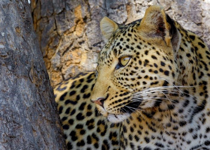 Ruaha National Park1