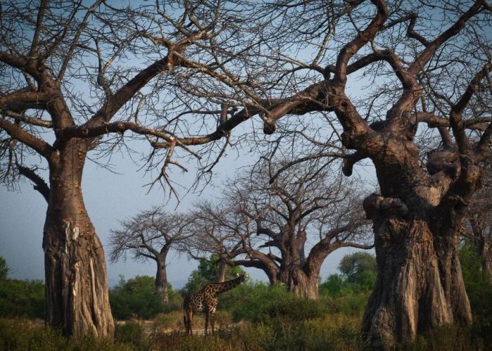 Ruaha National Park2
