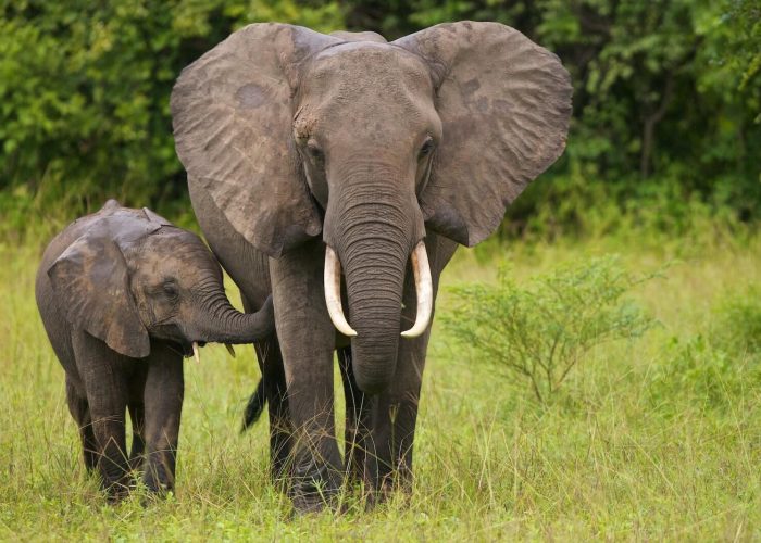 Tanzania safari