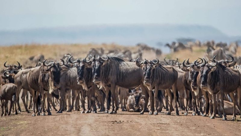 The Wildebeest Great Migration
