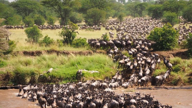 migration of wildebeest in tarangire national park