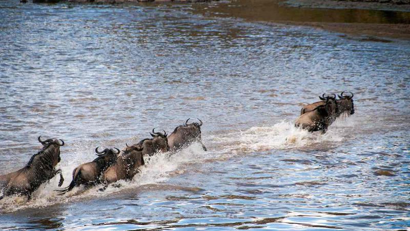 migration safaris