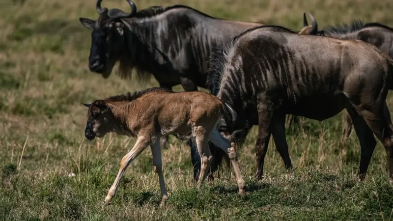 serengeeti wildebeest migration 2