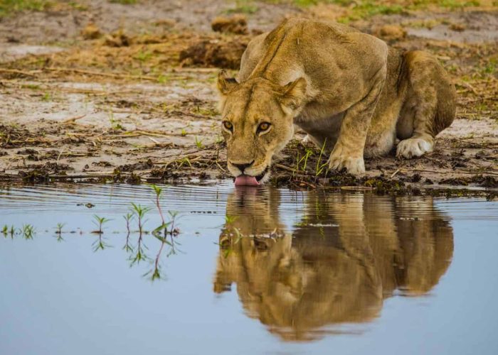 tanzania wildlife