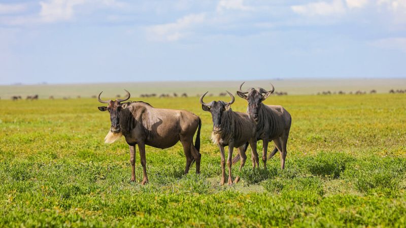 wildebeest migration